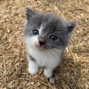 Meet your Posher, Gretchen